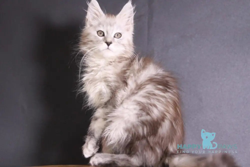 Winxi Maine Coon Female Black Silver Tabby Live Animals