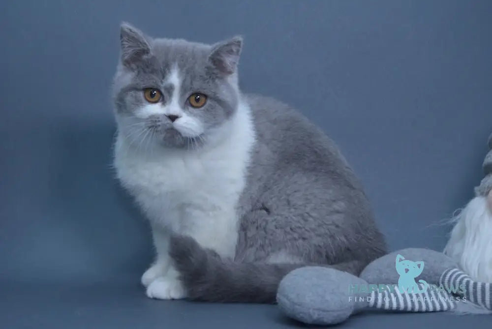 Wioleta British Shorthair Female Blue Bicolour Live Animals