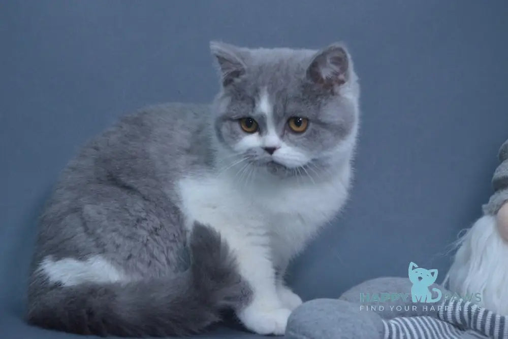 Wioleta British Shorthair Female Blue Bicolour Live Animals