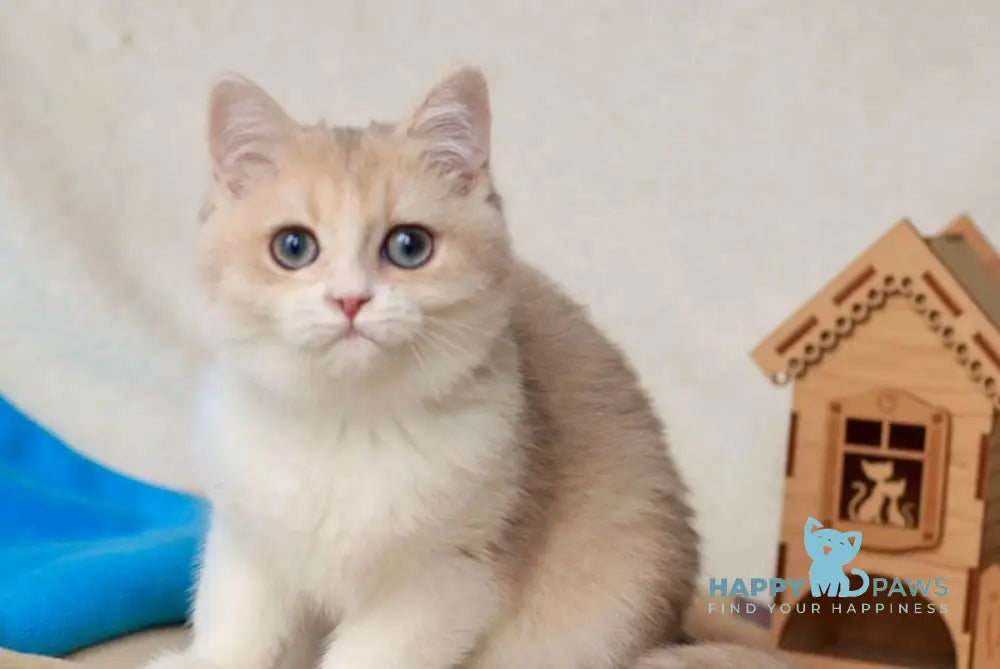 Wissa British Shorthair Female Blue Golden Chinchilla Bicolour Live Animals