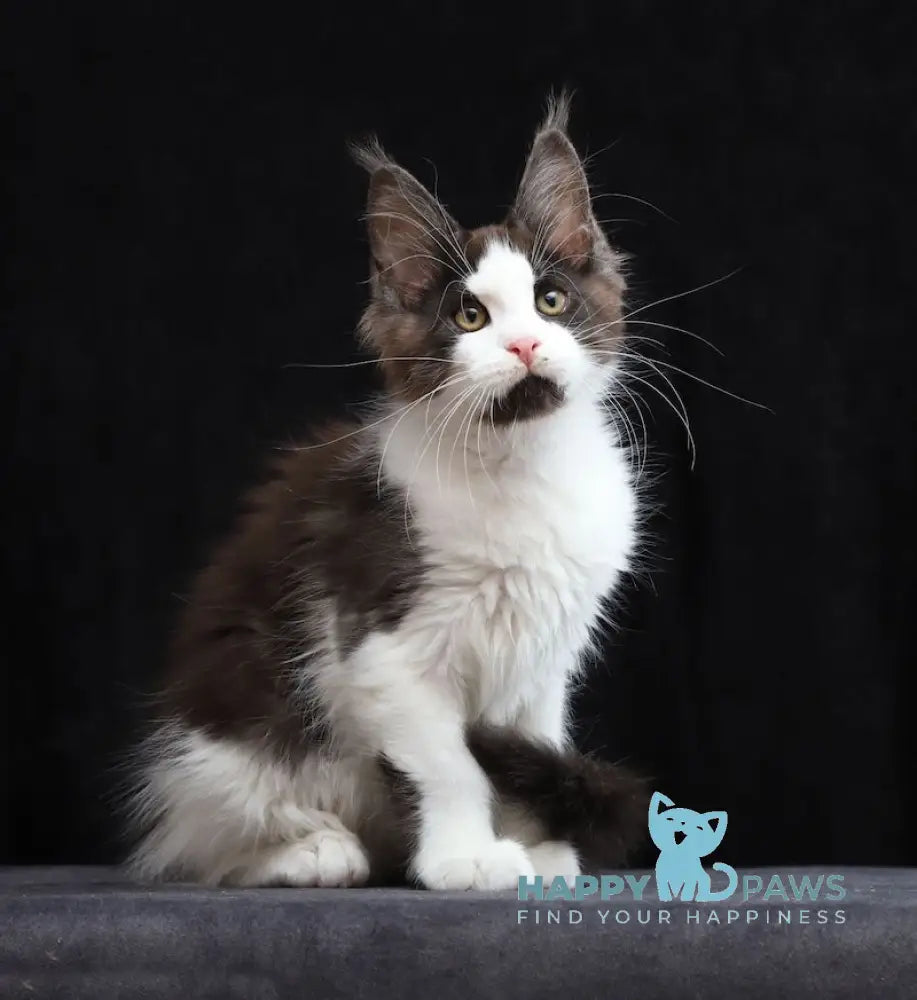 Wolf Maine Coon Male Black Silver Bicolour Live Animals