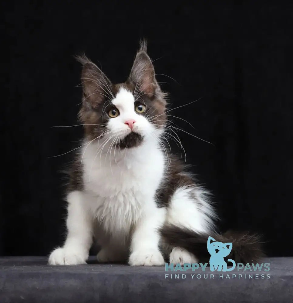 Wolf Maine Coon Male Black Silver Bicolour Live Animals