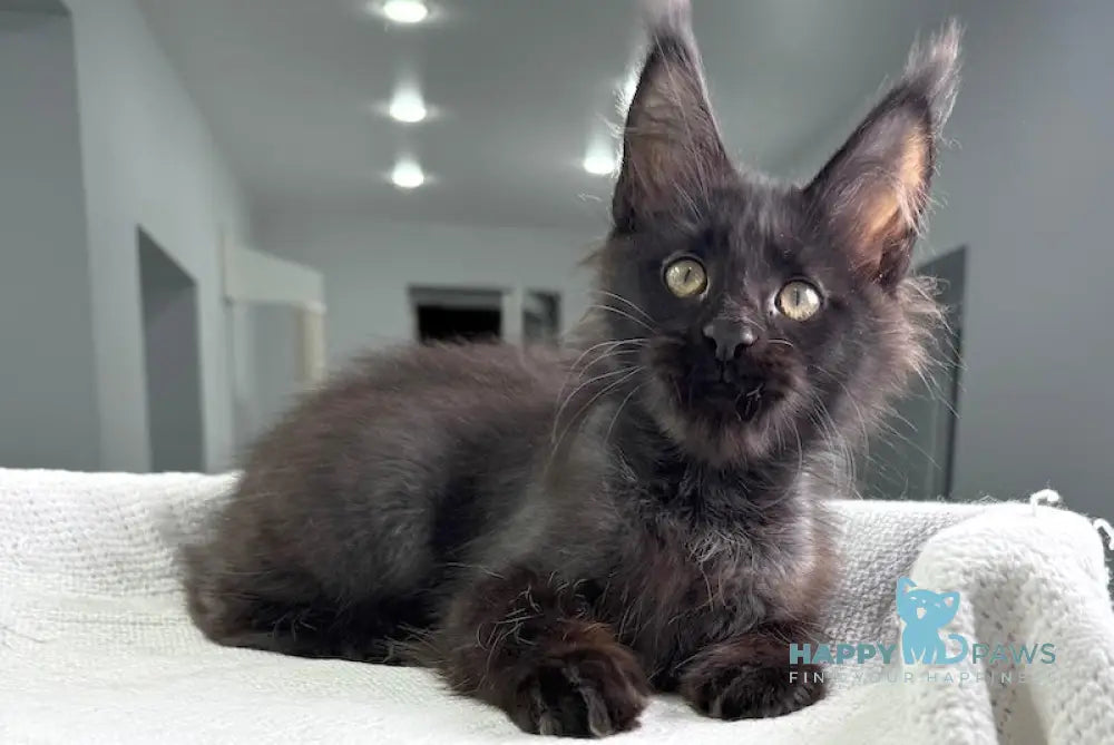 Worthy Maine Coon Male Black Live Animals