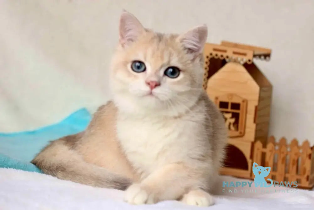 Wuss British Shorthair Male Blue Golden Chinchilla Live Animals