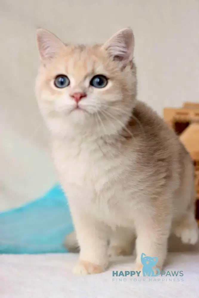 Wuss British Shorthair Male Blue Golden Chinchilla Live Animals