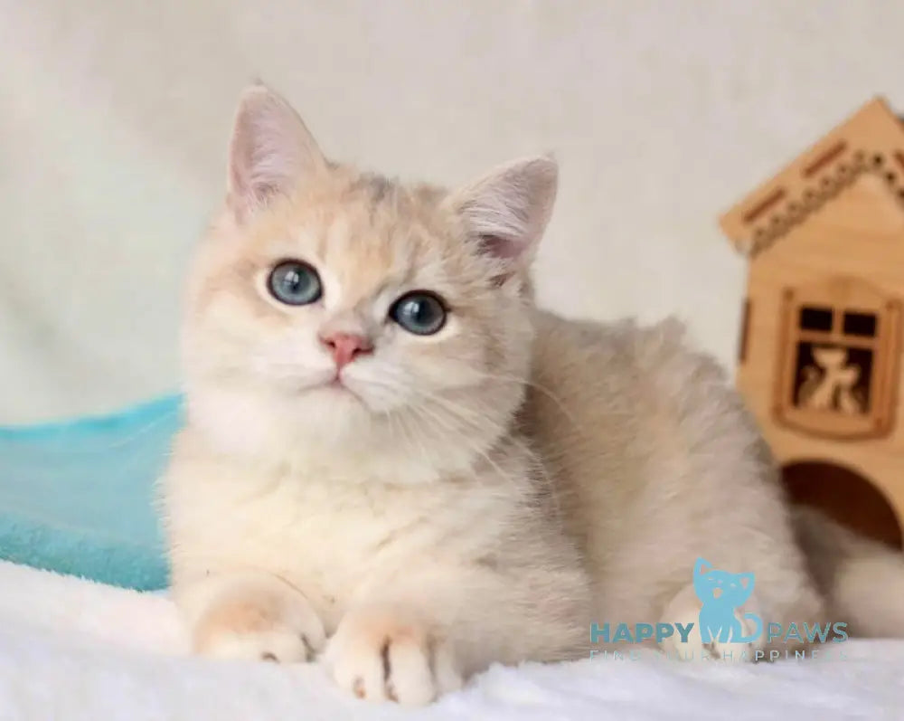 Wuss British Shorthair Male Blue Golden Chinchilla Live Animals