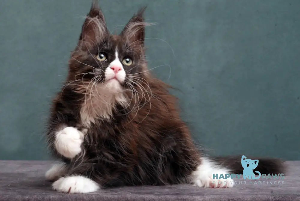 X-Maksy Maine Coon Polydactyl Female Black Silver With White Live Animals