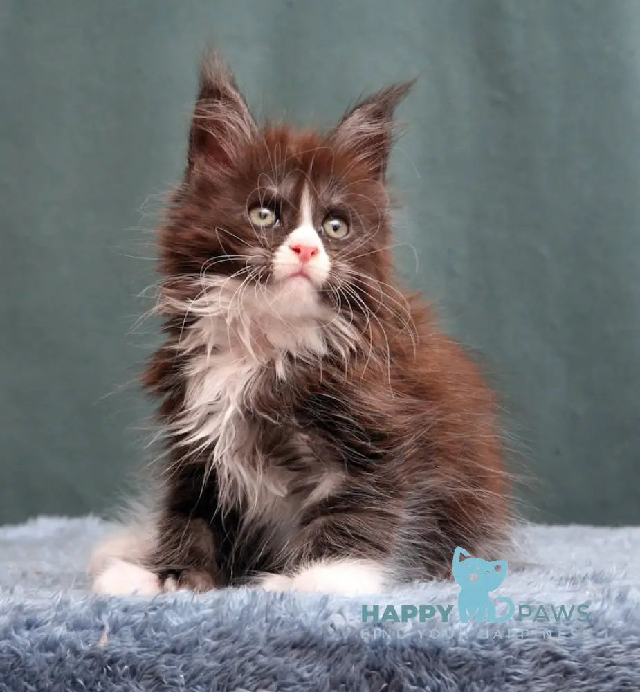 X-Max Maine Coon Polydactyl Male Black Silver With White Live Animals