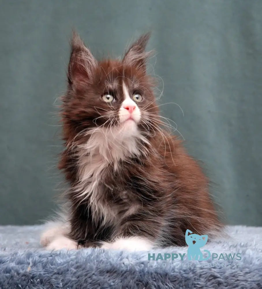 X-Max Maine Coon Polydactyl Male Black Silver With White Live Animals