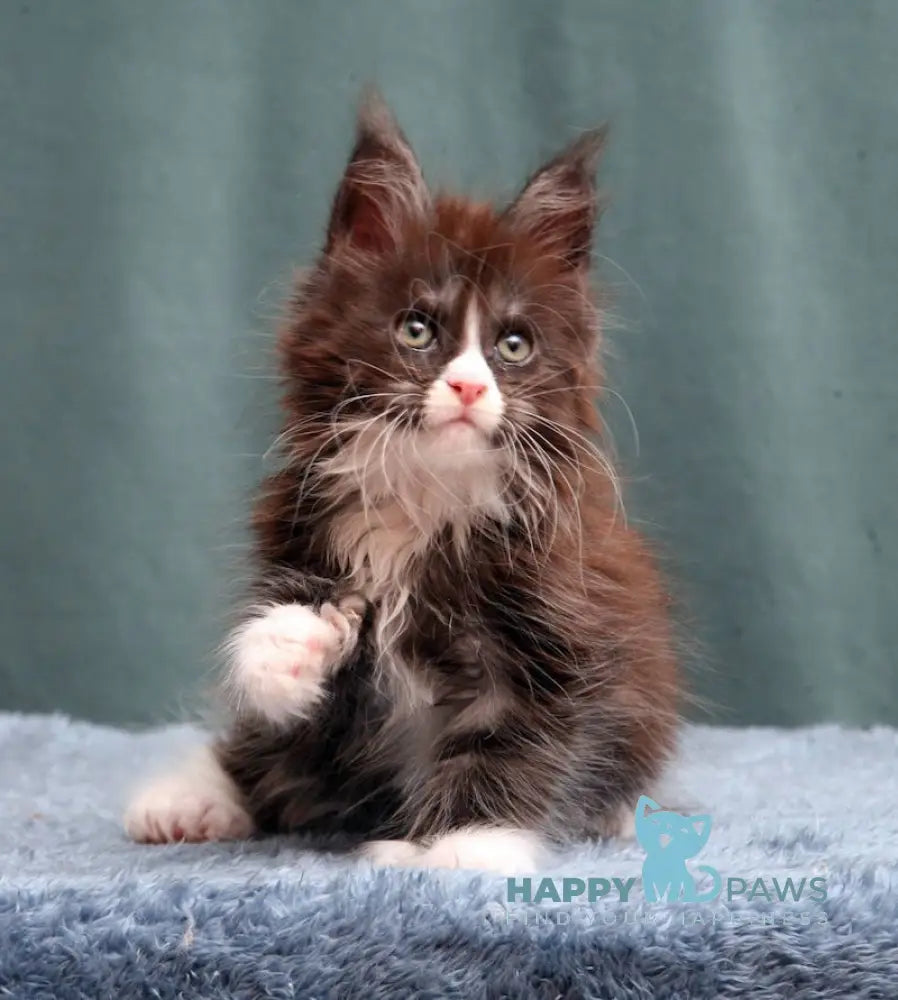 X-Max Maine Coon Polydactyl Male Black Silver With White Live Animals