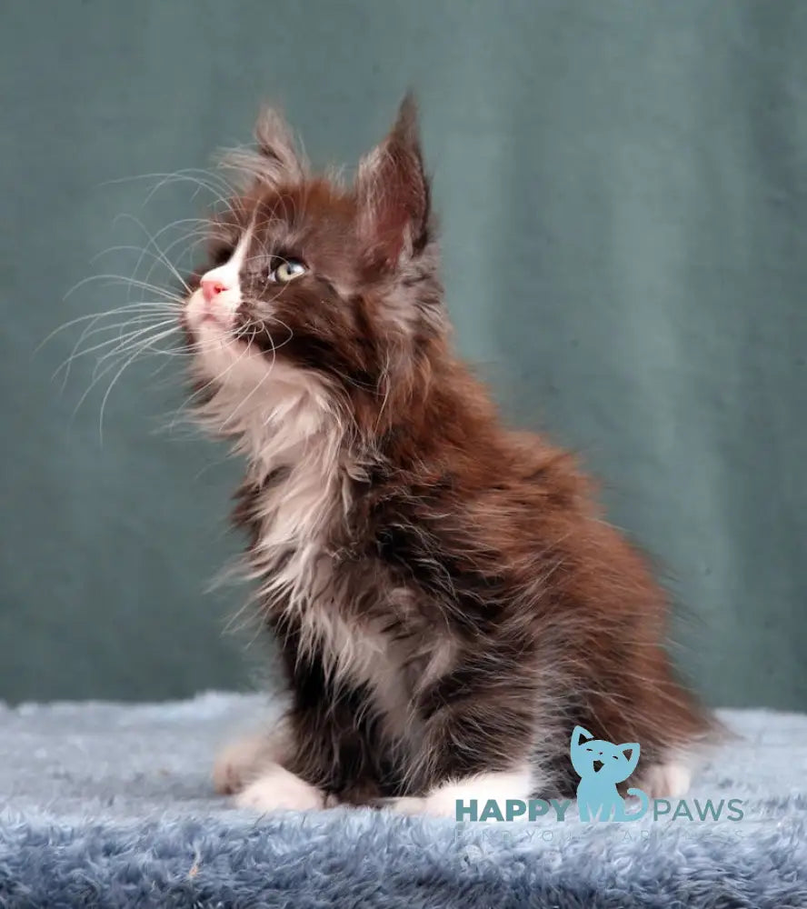 X-Max Maine Coon Polydactyl Male Black Silver With White Live Animals