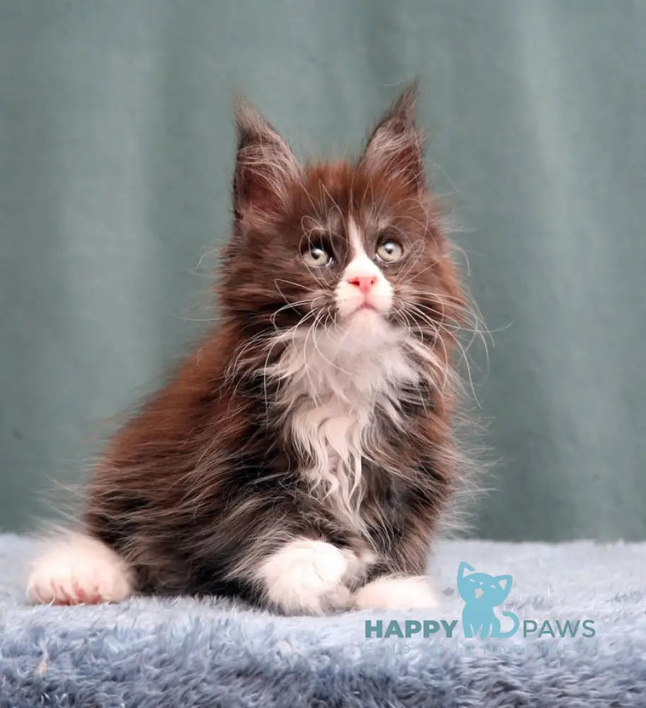 X-Max Maine Coon Polydactyl Male Black Silver With White Live Animals