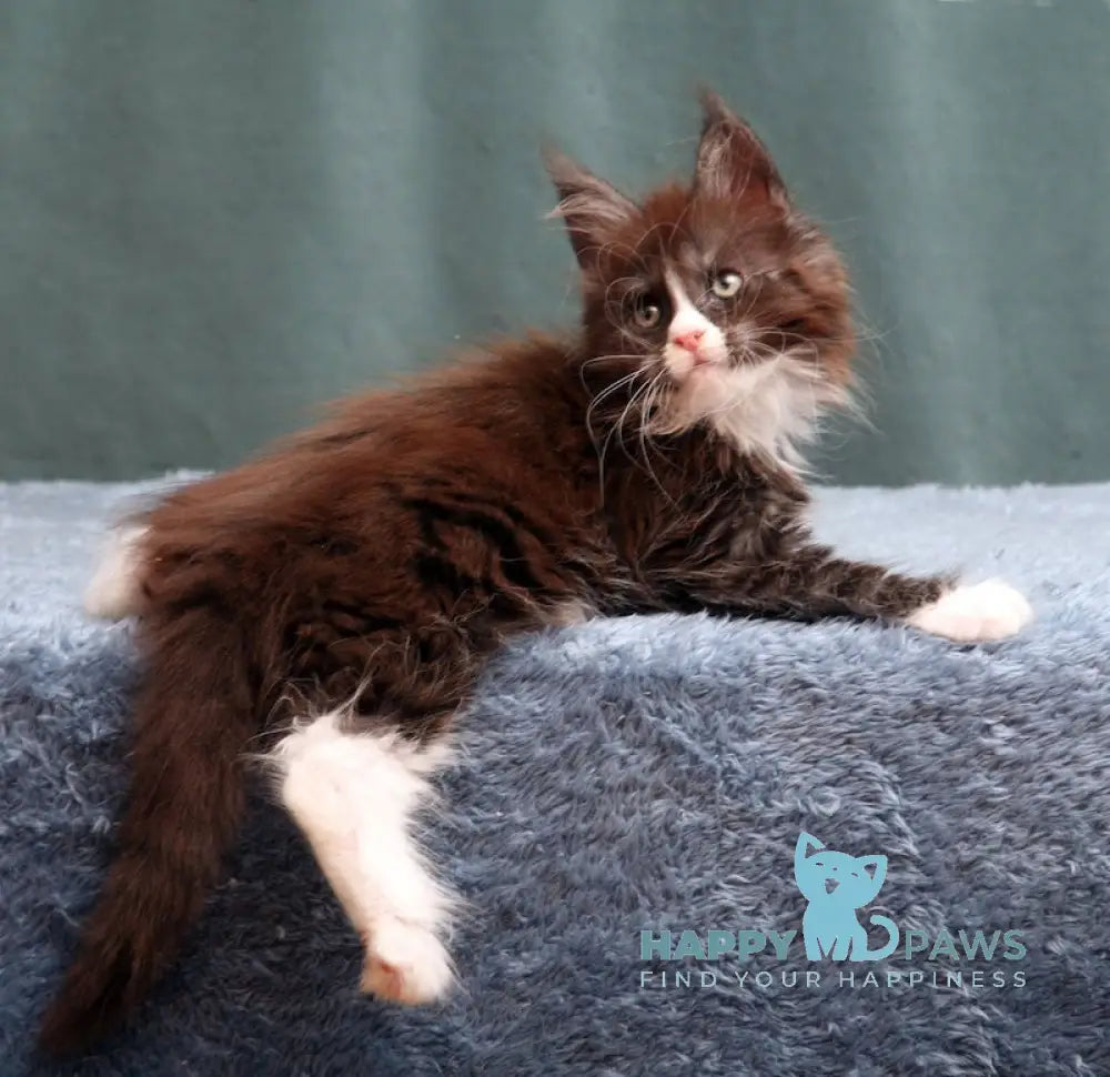 X-Max Maine Coon Polydactyl Male Black Silver With White Live Animals