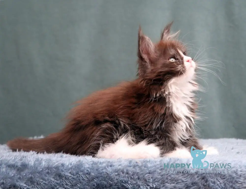 X-Max Maine Coon Polydactyl Male Black Silver With White Live Animals