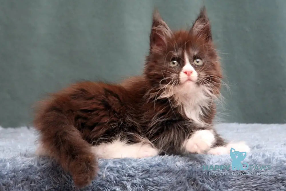 X-Max Maine Coon Polydactyl Male Black Silver With White Live Animals