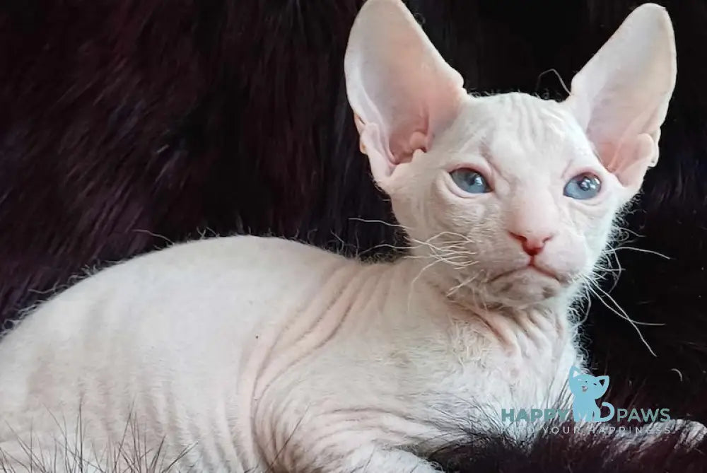 X-Men Donskoy Sphynx Male White Live Animals