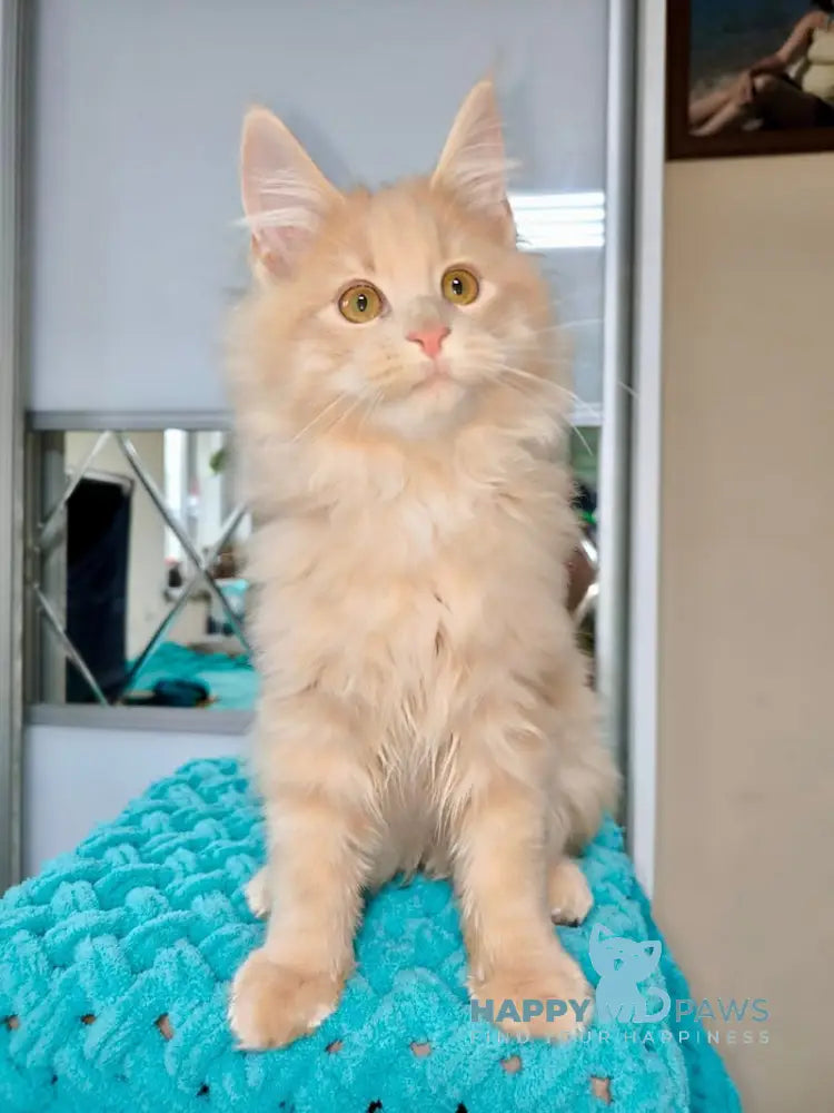 X-Trim Maine Coon Male Cream Spotted Tabby Live Animals