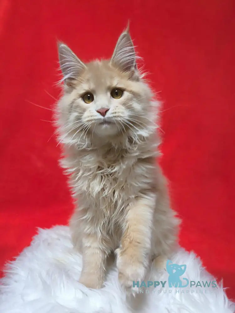 X-trim Maine Coon male cream spotted tabby live animals