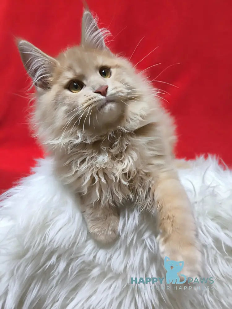 X-trim Maine Coon male cream spotted tabby live animals