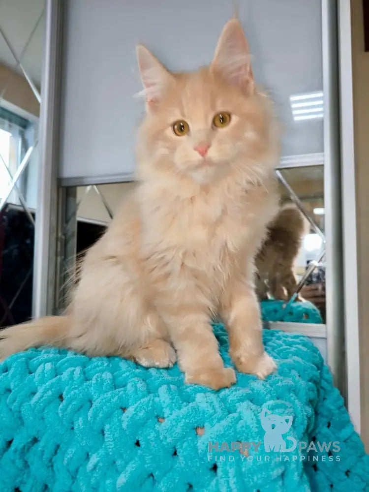 X-Trim Maine Coon Male Cream Spotted Tabby Live Animals