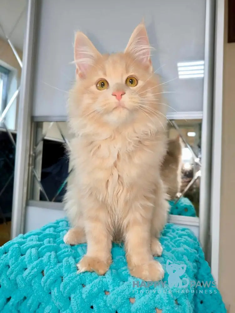 X-Trim Maine Coon Male Cream Spotted Tabby Live Animals