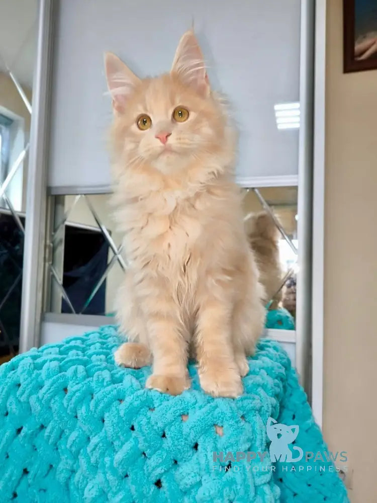 X-Trim Maine Coon Male Cream Spotted Tabby Live Animals