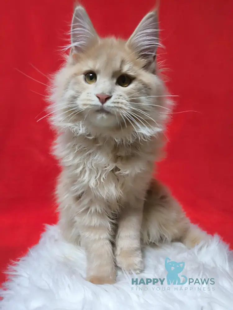 X-trim Maine Coon male cream spotted tabby live animals