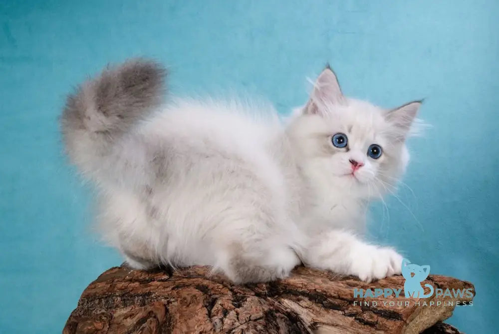 Xaime Siberian Male Blue Tabby Pointed With White Live Animals