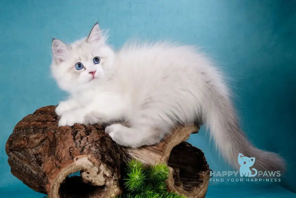 Xaime Siberian Male Blue Tabby Pointed With White Live Animals