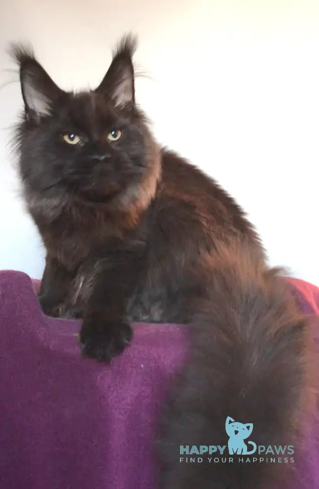 Xander Maine Coon Male Black With White Live Animals