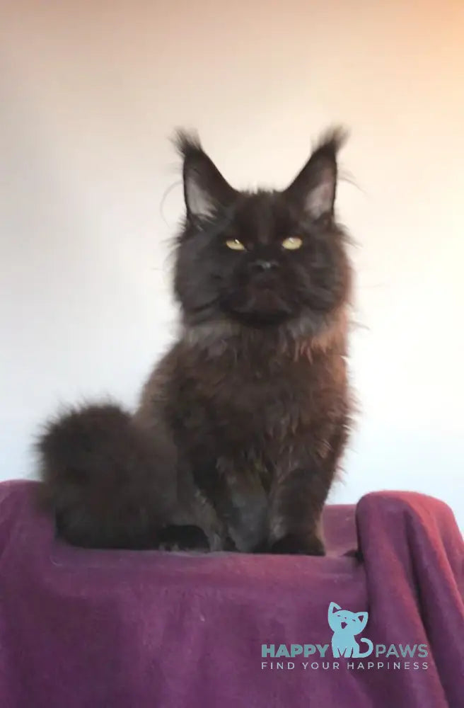 Xander Maine Coon Male Black With White Live Animals