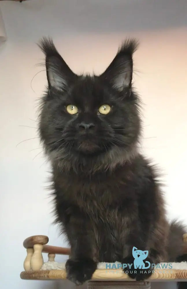 Xander Maine Coon Male Black With White Live Animals