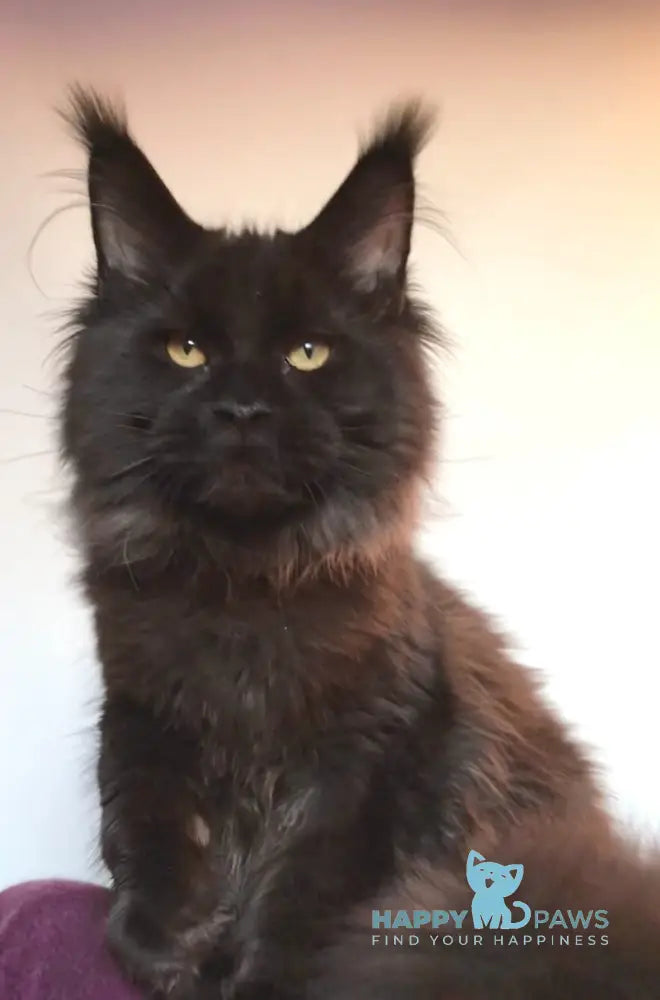 Xander Maine Coon Male Black With White Live Animals