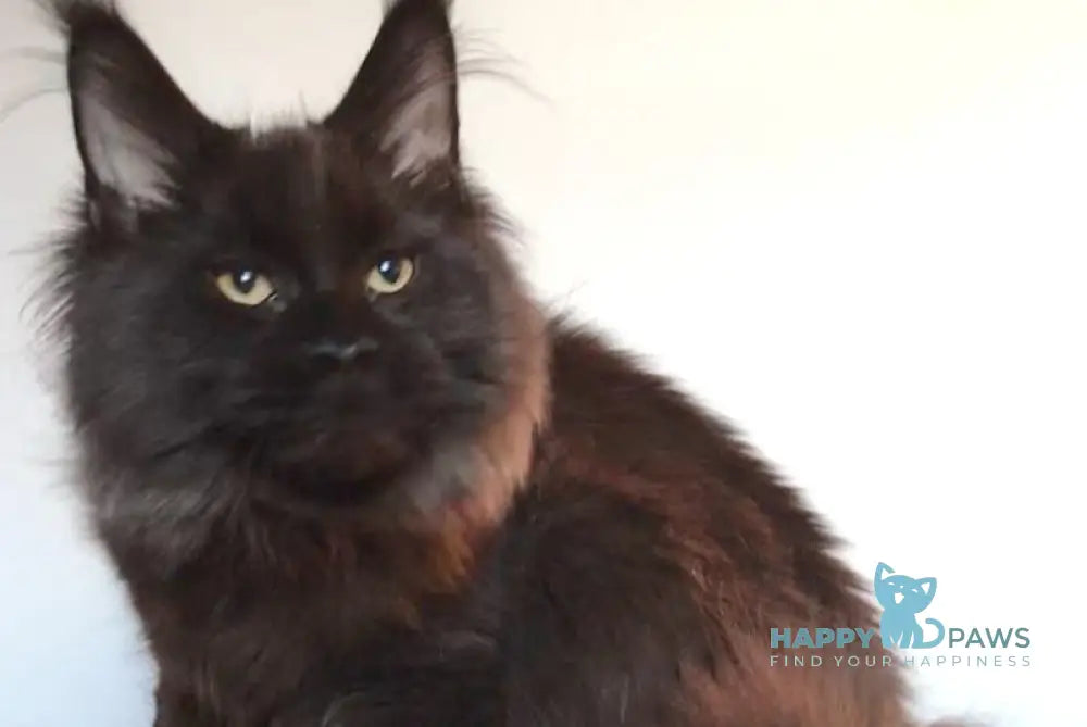 Xander Maine Coon Male Black With White Live Animals