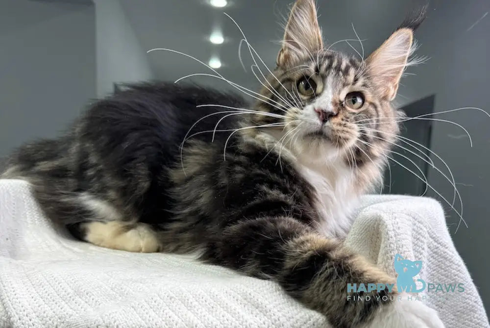 Xanter Maine Coon Male Black Tabby Bicolour Live Animals