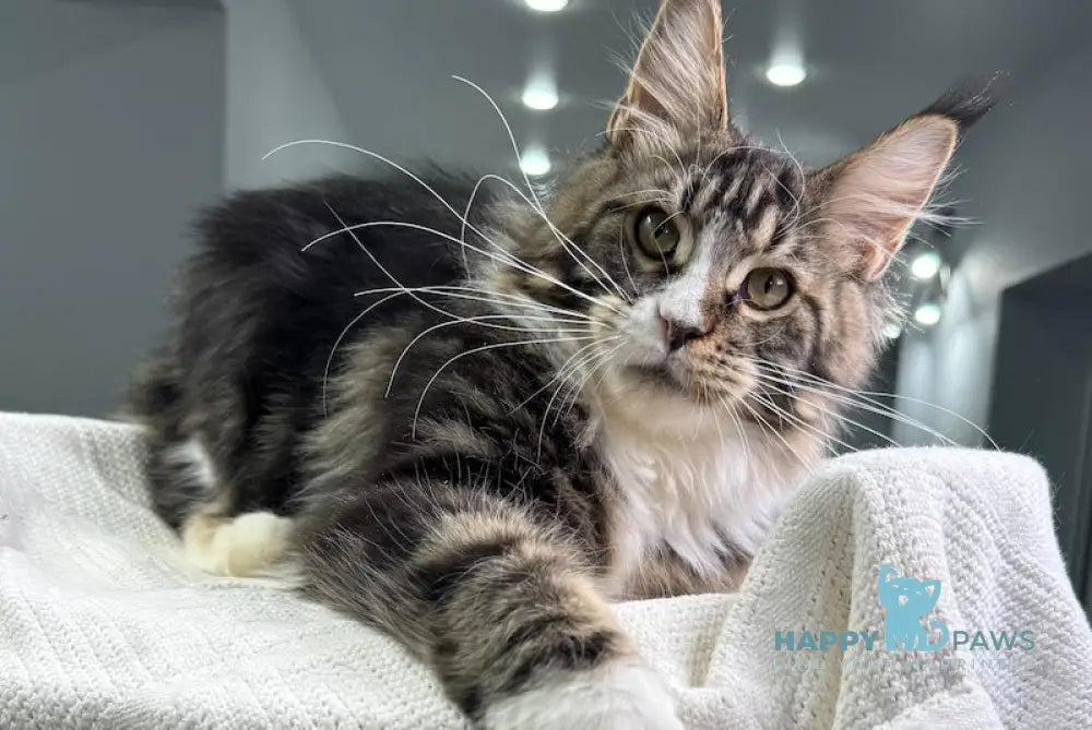 Xanter Maine Coon Male Black Tabby Bicolour Live Animals