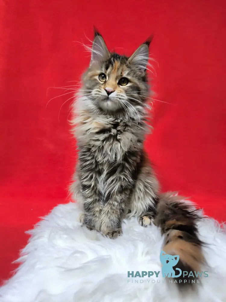 Xara Maine Coon female black tortie spotted tabby live animals