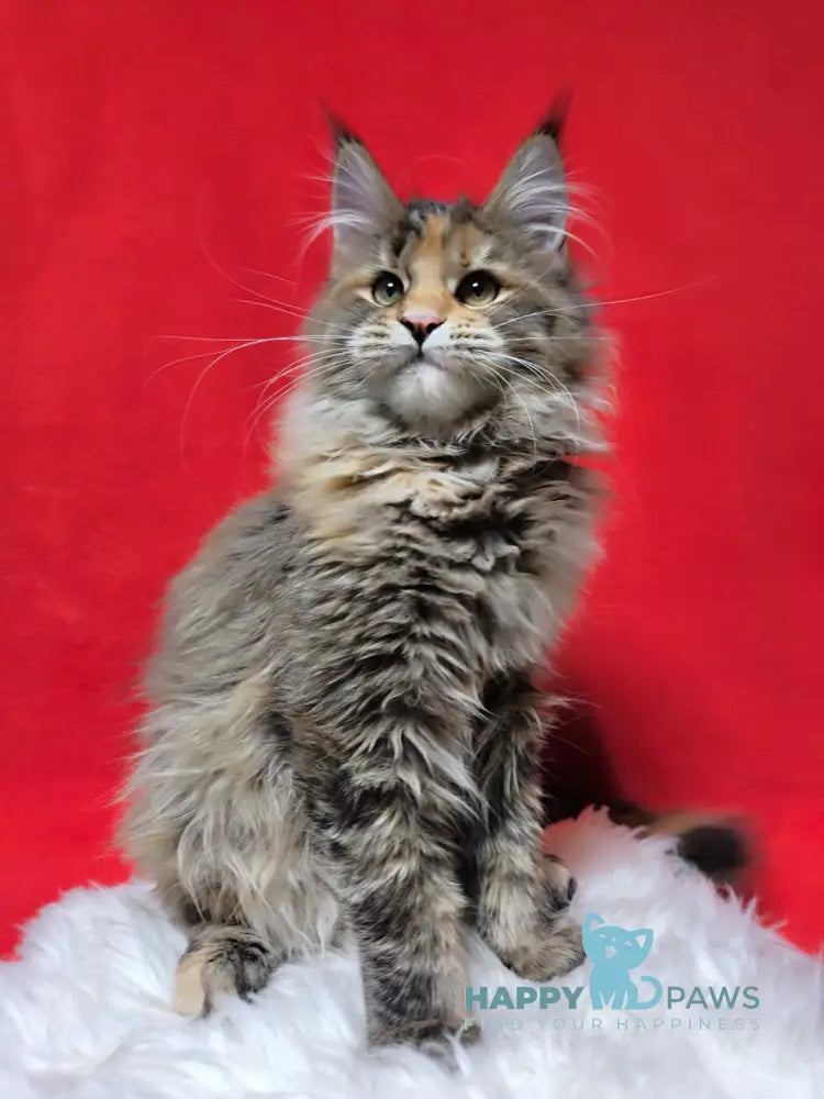 Xara Maine Coon female black tortie spotted tabby live animals