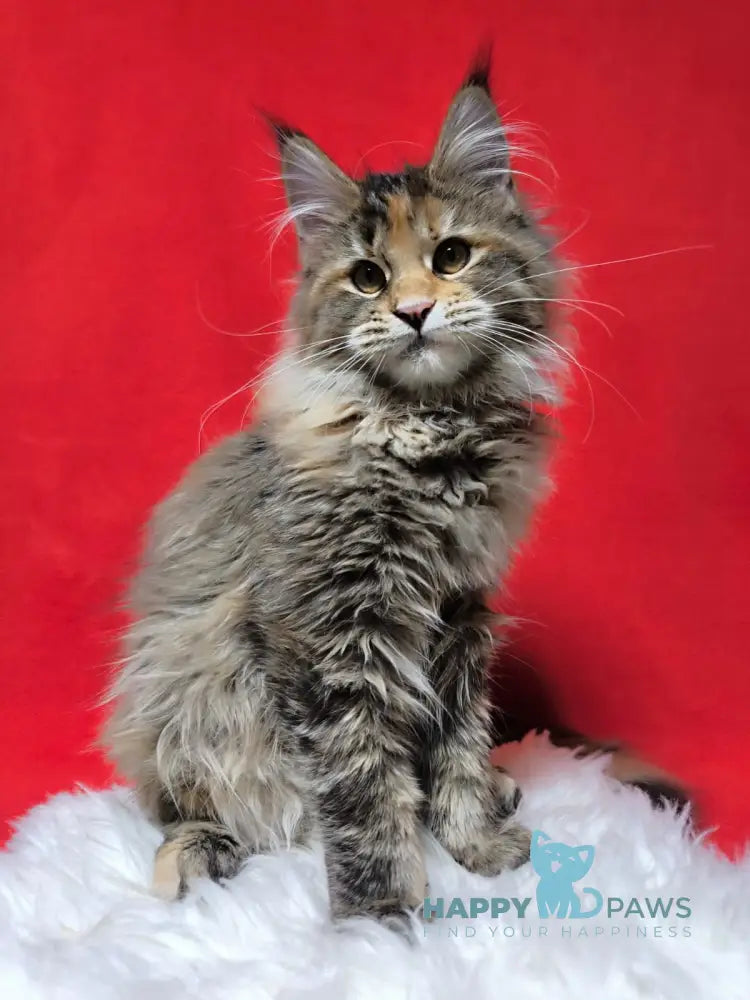 Xara Maine Coon female black tortie spotted tabby live animals