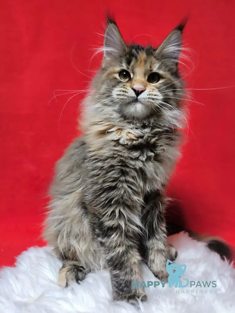 Xara Maine Coon female black tortie spotted tabby live animals