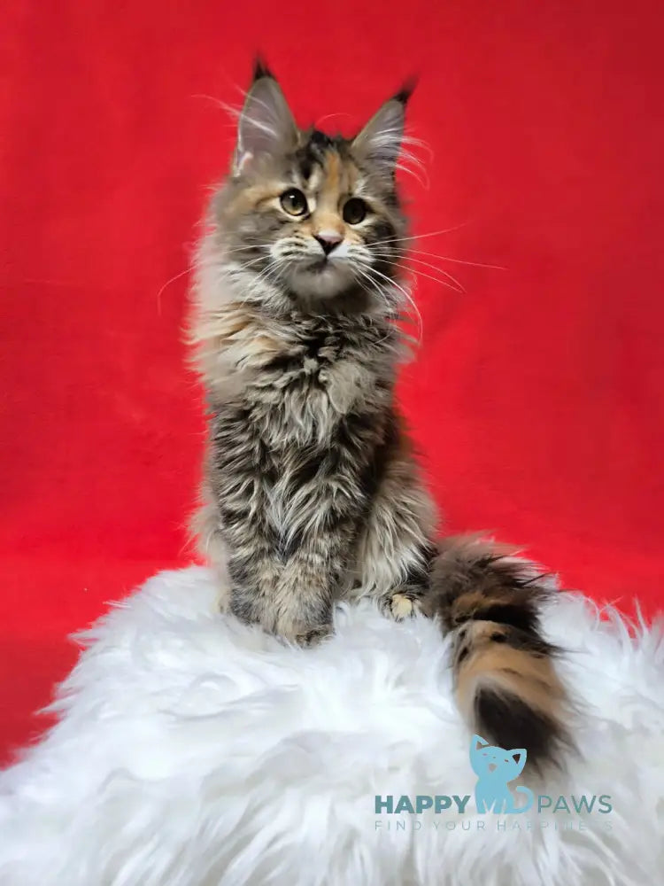 Xara Maine Coon female black tortie spotted tabby live animals