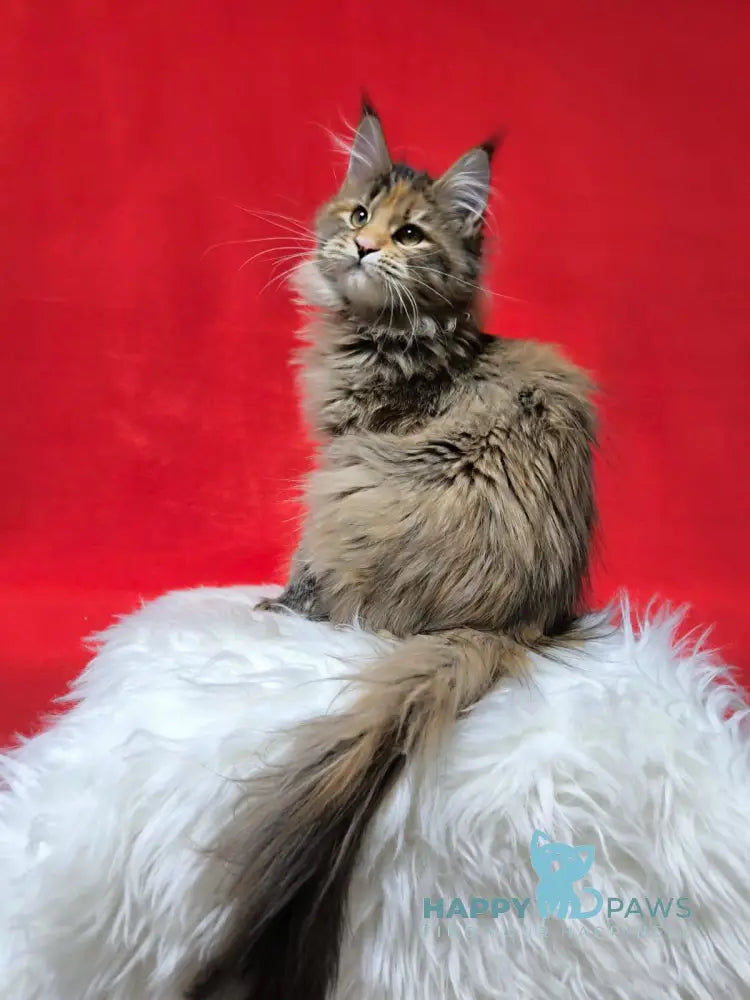 Xara Maine Coon female black tortie spotted tabby live animals