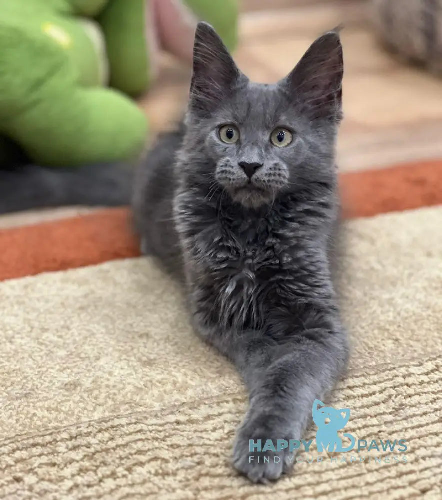 Xarizma Maine Coon Female Blue Live Animals