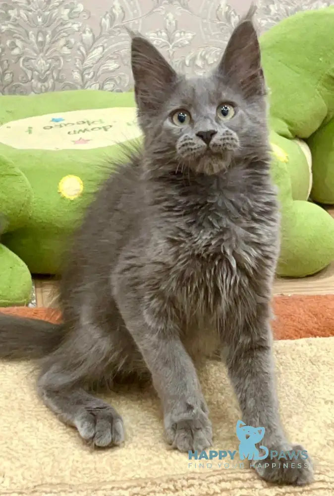 Xarizma Maine Coon Female Blue Live Animals