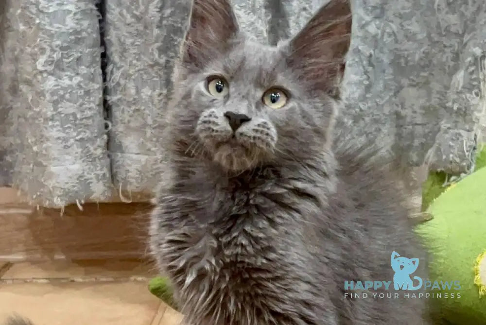 Xarizma Maine Coon Female Blue Live Animals