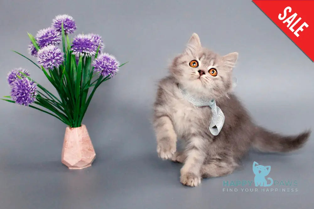 Xavi British Longhair Male Blue Tabby Live Animals