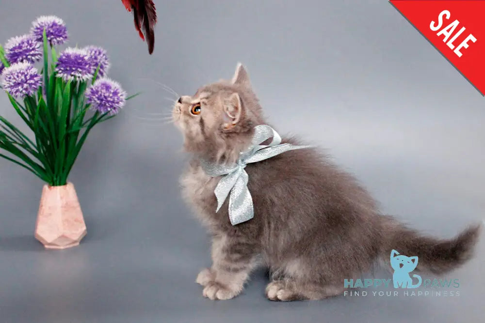 Xavi British Longhair Male Blue Tabby Live Animals