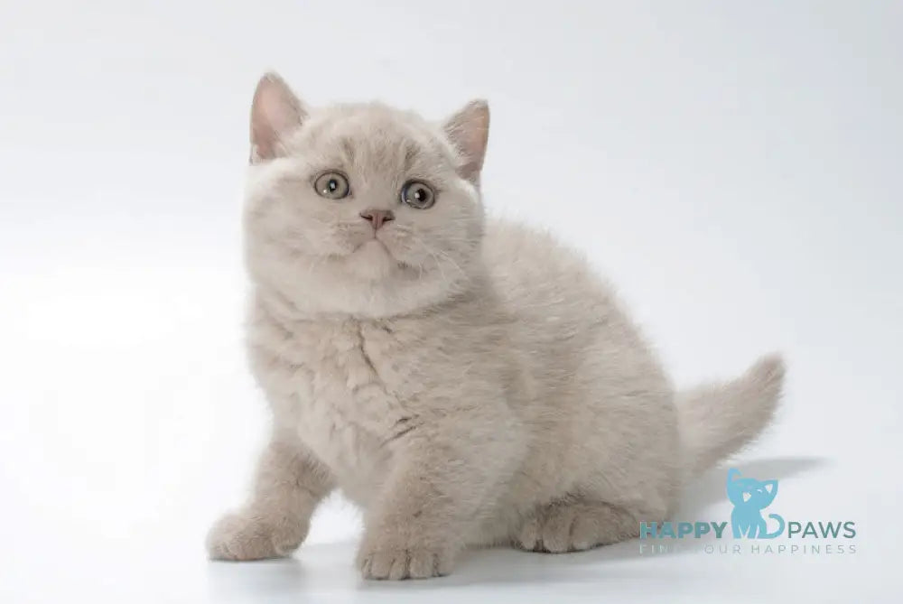 Xavi British Shorthair Male Lilac Live Animals