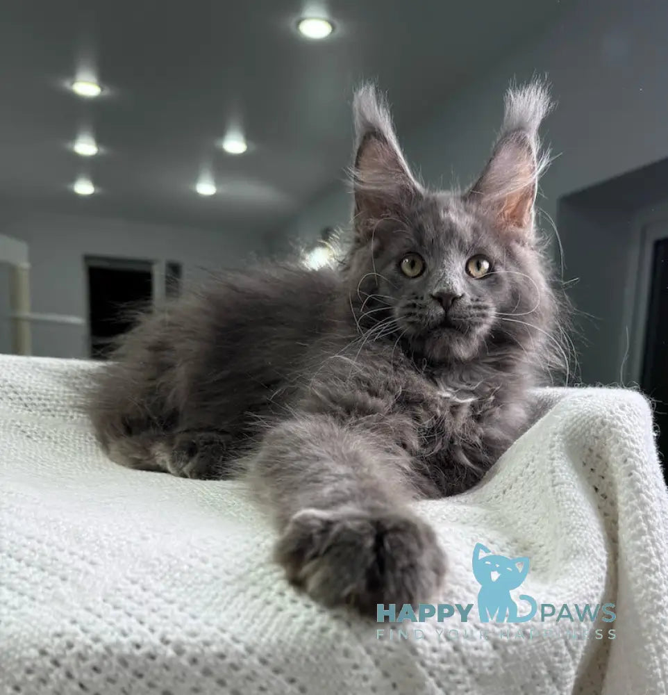 X’courageous Maine Coon Male Blue Silver With White Live Animals