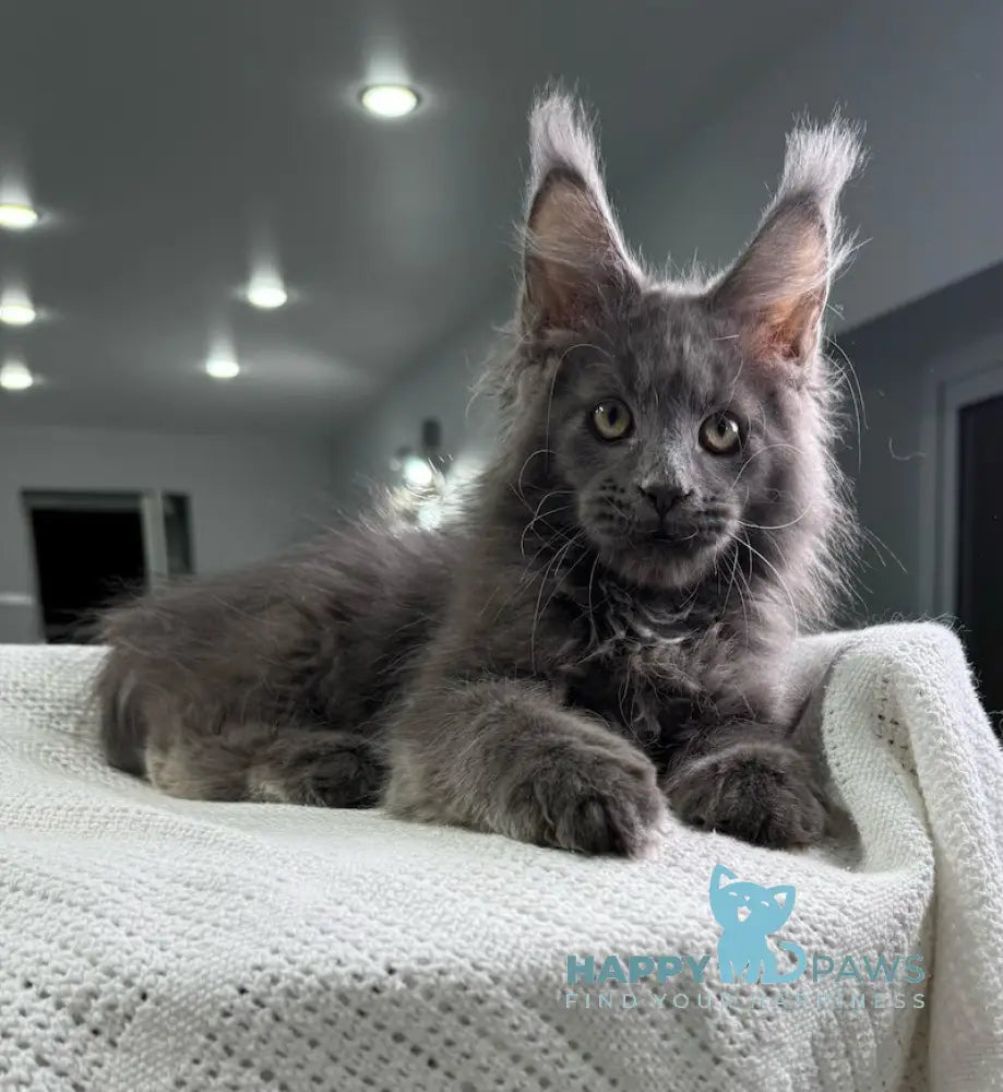 X’courageous Maine Coon Male Blue Silver With White Live Animals